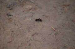 Camponotus herculeanus