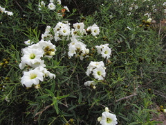 Cordia decandra