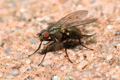 Anthomyia liturata