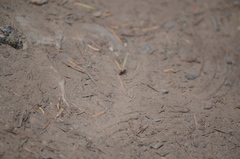 Camponotus herculeanus
