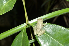 Scinax perpusillus