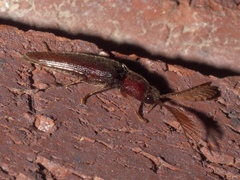 Dicrepidius palmatus