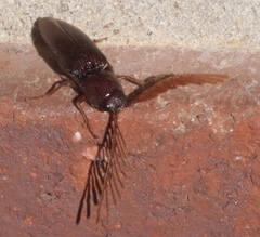 Dicrepidius palmatus