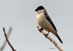 Sporophila pileata