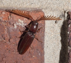 Dicrepidius palmatus