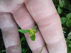Sisymbrium officinale