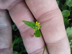 Sisymbrium officinale
