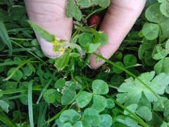 Sisymbrium officinale