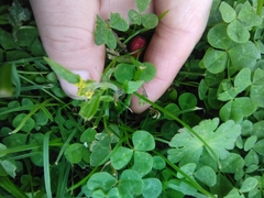 Sisymbrium officinale