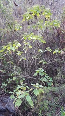 Podachaenium eminens