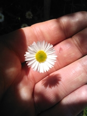 Erigeron karvinskianus