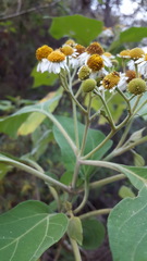 Podachaenium eminens