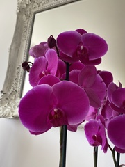 Phalaenopsis