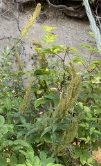 Artemisia suksdorfii