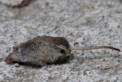Sorex cinereus