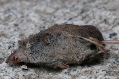 Sorex cinereus