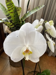 Phalaenopsis