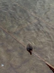Fulica atra