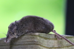 Sorex cinereus