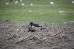 Haematopus palliatus