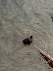 Fulica atra