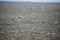 Charadrius semipalmatus