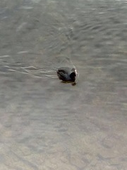 Fulica atra