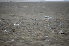 Charadrius semipalmatus