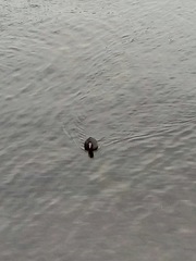 Fulica atra