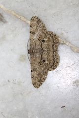 Hypomecis punctinalis