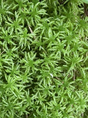 Sphagnum affine