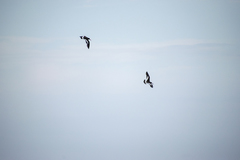 Haematopus palliatus