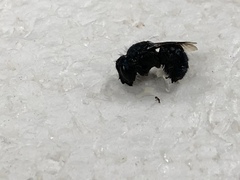 Osmia ribifloris ribifloris