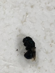 Osmia ribifloris ribifloris