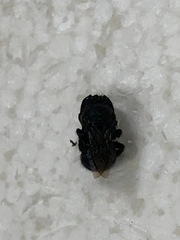 Osmia ribifloris ribifloris