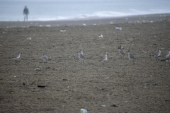 Pluvialis squatarola