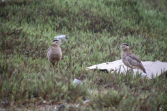 Burhinus superciliaris