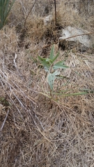 Solanum glaucophyllum