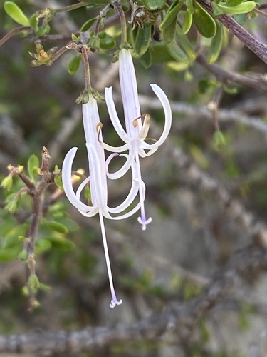 Eastern Capetrumpet (Theilera robusta)