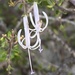 Theilera robusta - Photo (c) Dave U,  זכויות יוצרים חלקיות (CC BY), הועלה על ידי Dave U