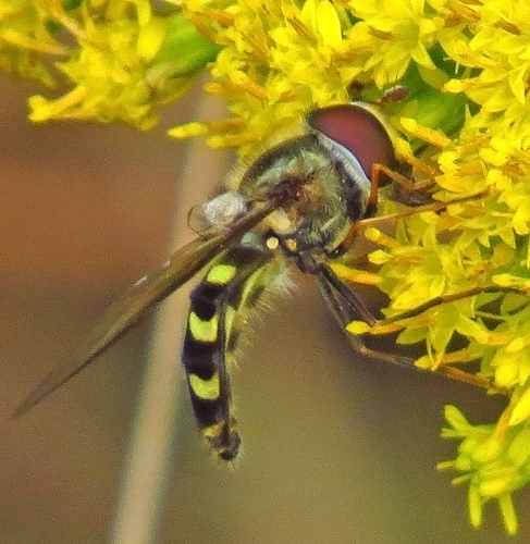 Common Loopwing Aphideater