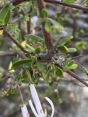 Theilera robusta