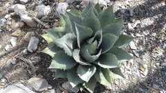 Agave parrasana