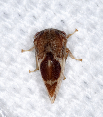 Cyrtolobus vau