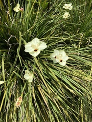 Angiospermae