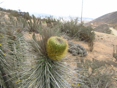 Eulychnia breviflora