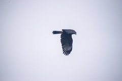 Parabuteo unicinctus