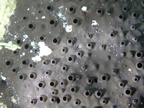 black leather sponge, photo 4 of 10
