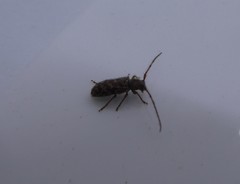 Eupogonius tomentosus