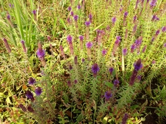 Pogostemon deccanensis